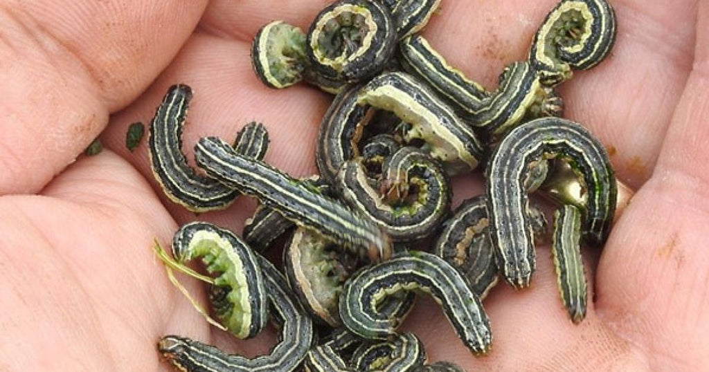 Armyworm Alert: These Lawn Invaders Destroy Your Grass – And What You Can Do About It