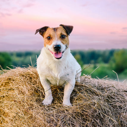 Pet FoodA dog laying on a round bale of hay during sunset