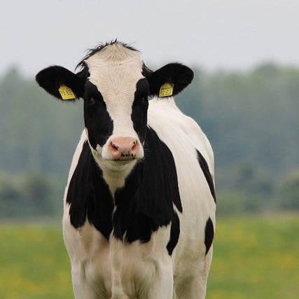 Livestock FeedA dairy cow with ear tags standing in a pasture