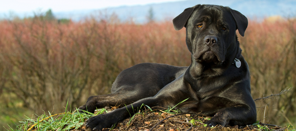 A large black dog laying down in a field