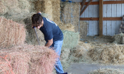 Woodard Mercantile shoveling hay with a pitchfork
