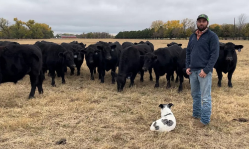 Black angus cows behind a farmer and his dog