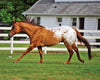 Breyer Traditional Series Chocolatey