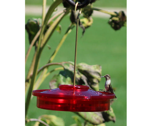 Songbird Essentials Hummingbird Haven Bird Feeder