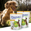 Dog with open mouth next to Flexadin Advanced with UCHI pet supplement packages outdoors.
