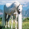Drinking Post Ultimate Automatic Horse Waterer