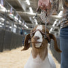 Weaver Total Control Goat Halter