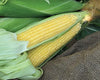 Seedway Incredible Sweet Corn (Treated Seeds)