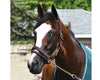 Breyer Tiz the Law Retired