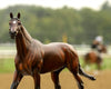 Breyer Cody's Wish Make-A-Wish Commemorative Edition