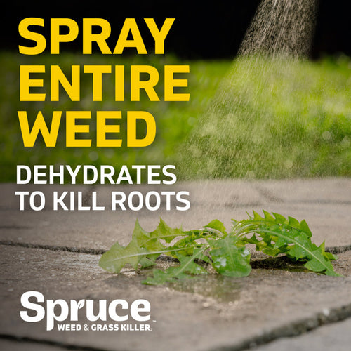Spruce 24oz Spray Weed & Grass Killer