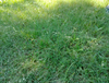 Native Seed Sundancer Buffalograss