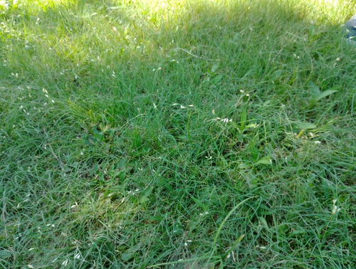 Native Seed Sundancer Buffalograss