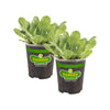 Bonnie Plants Clean and Fresh Green Romaine Lettuce (2 Pack)
