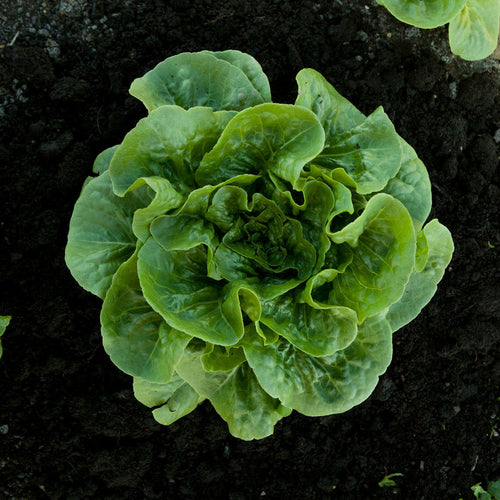 Bonnie Plants Clean and Fresh Green Romaine Lettuce (2 Pack)