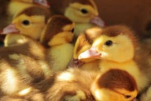 Wichita Baby Chicks Poultry Ordering Info 29