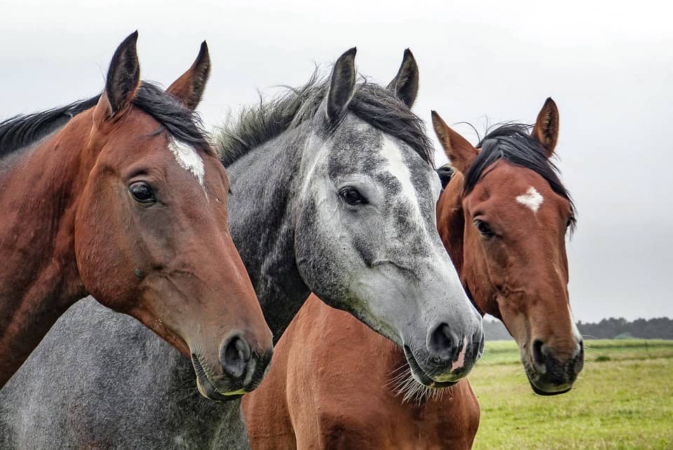 Equine Infectious Anemia What Is It And How To Prevent It