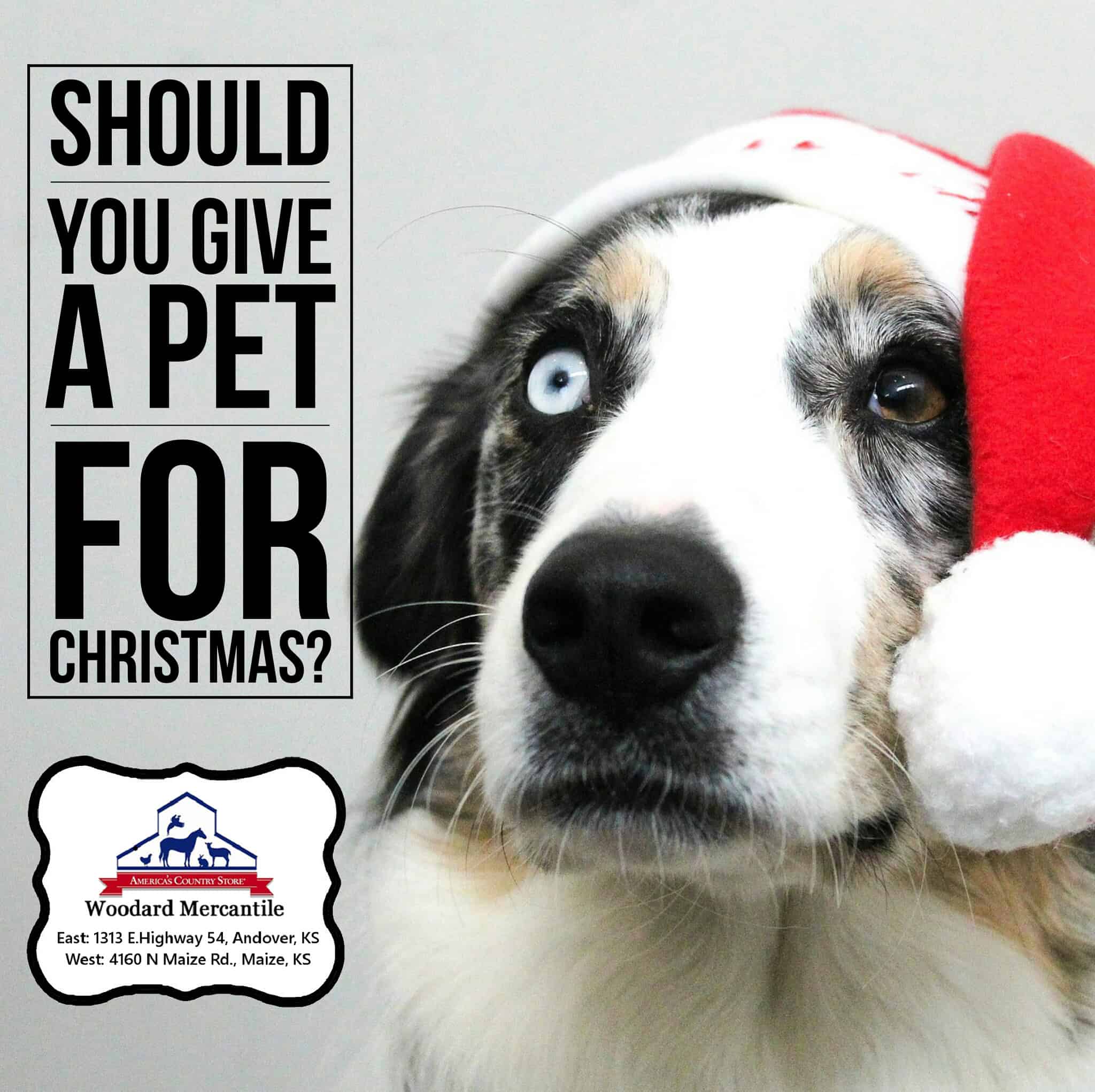 Should You Give A Pet For Christmas