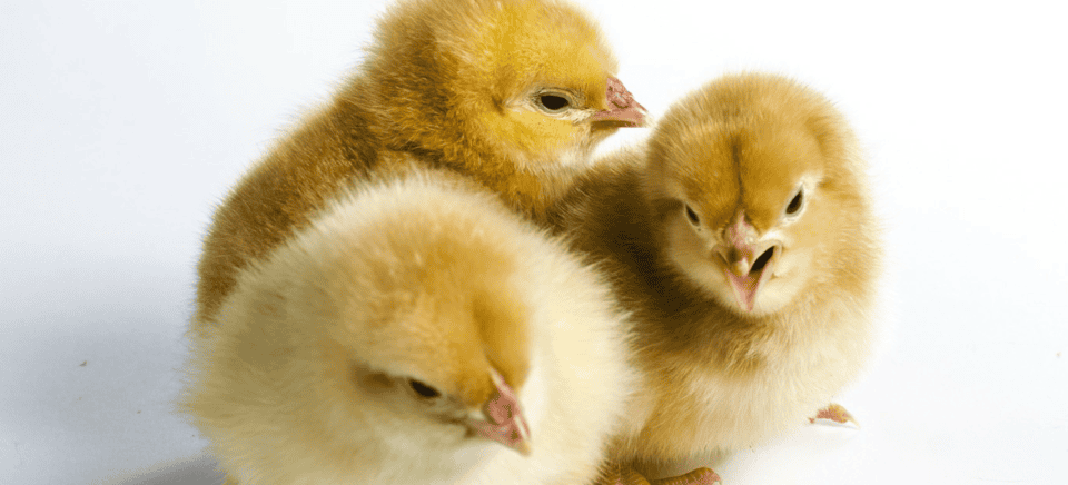 Wichita Baby Chicks Poultry Ordering Info