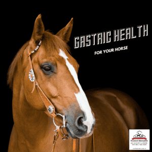 Gastric Health The Key To Your Horses Best Self