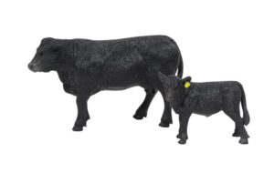 Big Country Angus Cow Calf 404