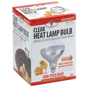 Little Giant Heat Lamp Bulb Red Clear 4
