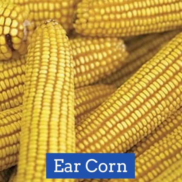 Ear Corn On The Cob