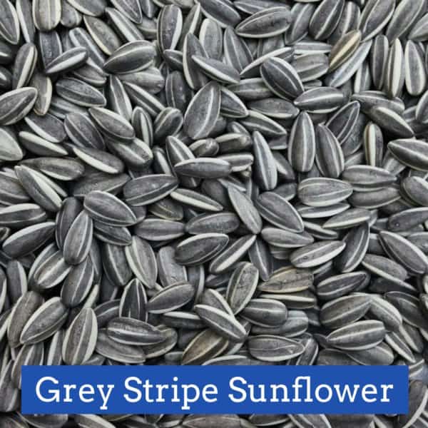 Grey Stripe Sunflower Seed 10lb