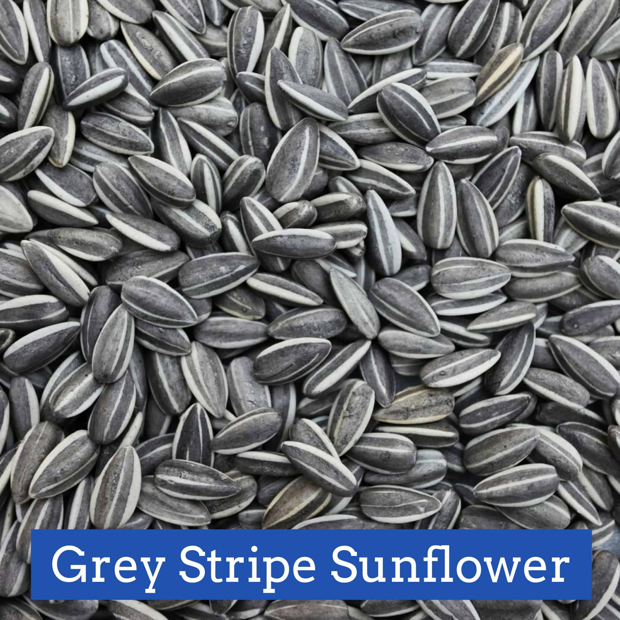 Grey Stripe Sunflower Seed 10lb
