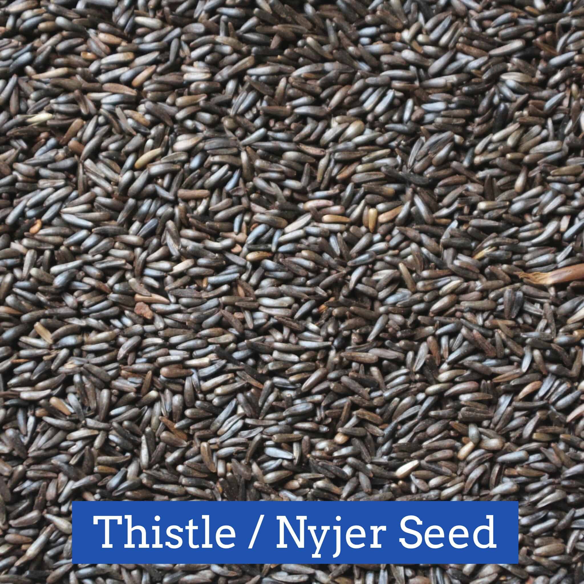 Thistle Nyjer Seed 10lb