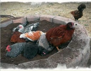 Keeping Your Chickens Cool 2