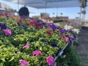 Best Wichita Gardening Store Supplies 17