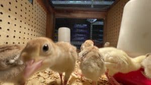 Wichita Baby Chicks Poultry Ordering Info 4