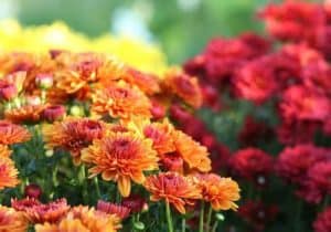 How To Care For Mums Chrysanthemums