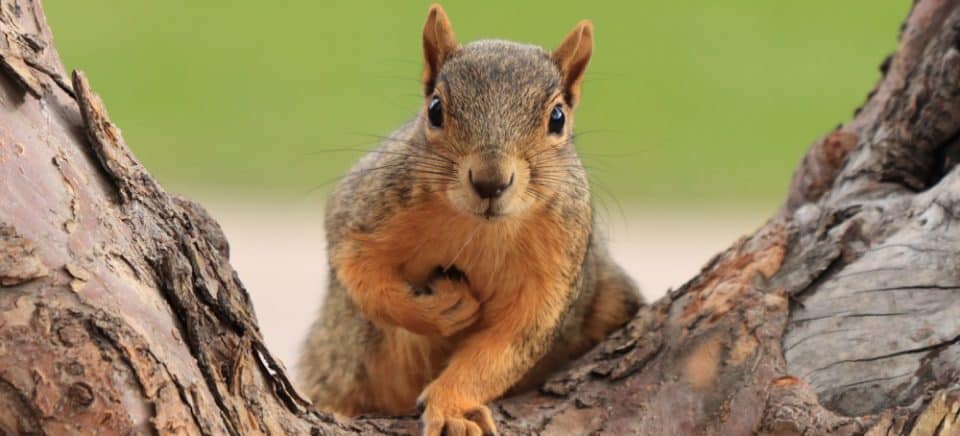 Wichita Squirrel Feeders Food For Sale