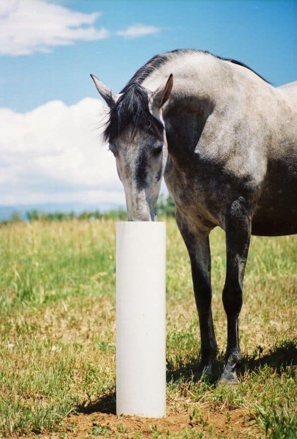 Drinking Post Waterer Ultimate Watering Post Free Shipping 4