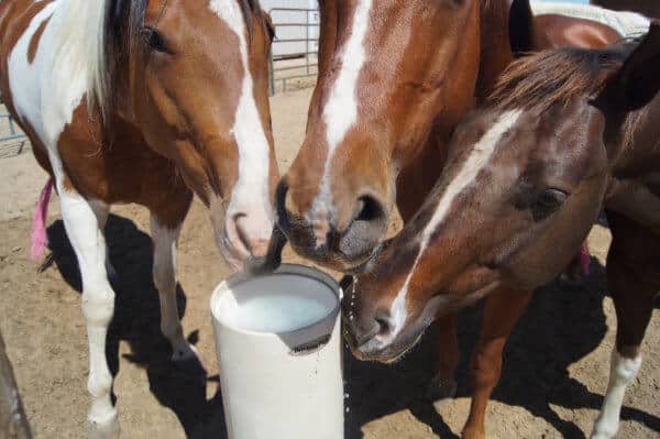 Drinking Post Waterer Ultimate Watering Post Free Shipping